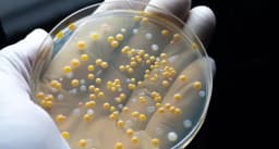 Stillmeadow, Inc. logo